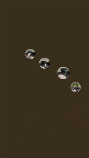 Evolution of meeko and bandits puppet ghost meeko