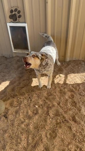 Pucky, Pucky, Pucky🥰❤️ | Bailey Heelers