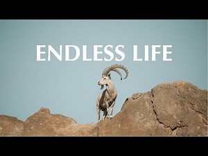 ENDLESS LIFE
