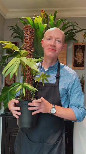 Monstera Subpinnata Moss Pole Guide by Dr. James S. Mastaler