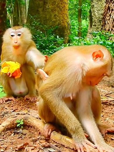 No No Why mom throw tamper on a tiny baby like Lily and Kendra! #monkeydluffy #monkeycute #babymonkey #monkeyface #monkey #animals #poormonkey #monkeycry #cuteanimals | Entertainers