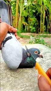 pigeon Recover treatment vitamin 162||#birds #shots #pigeon #kabutar #pigeontreatment