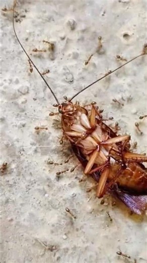Cockroach deaths 🙊🥲#snail #shorts #short #viral #shortvideo #viralvideo #cockroach