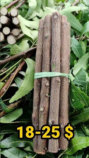 Importance of India's Neem Tree