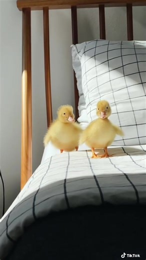 Tag Your Best Friend: Cute Baby Chick Compilation