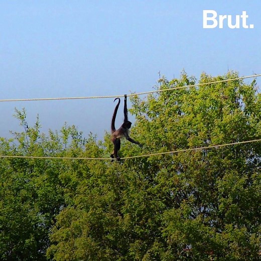 359K views · 2.6K reactions | No, spider monkeys do not have 8 legs. They actually get their name from two characteristics that give them amazing skills. | Brut nature | Facebook