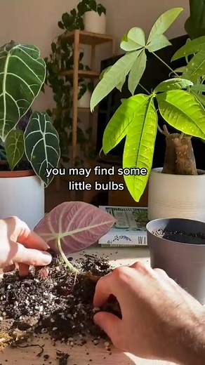 111K views · 1.7K reactions | PLANT TIP | India Gardening | Facebook