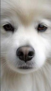 History of American Eskimo Dog | Circus Stars