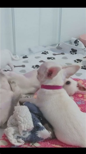 Longhair and Shorthair Chihuahua pups all having a blast playing! 🥰🐾 #puppy #pets #cute #chihuahua