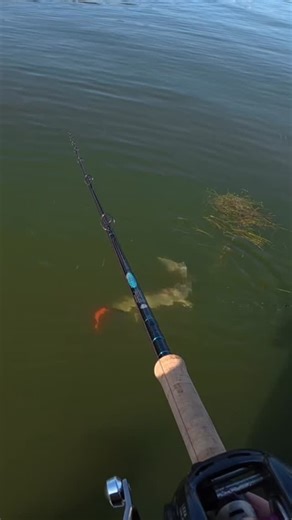 Garcia Bros 🇺🇸🇲🇽 | Musky fishing with Big Baits #fishing | Instagram