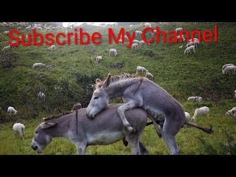 Nature's Romance: How Monkeys Mate November 2025