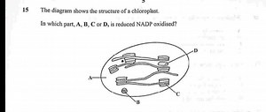 15 The diagram shows the structure of a chloroplast.In which p... | Filo