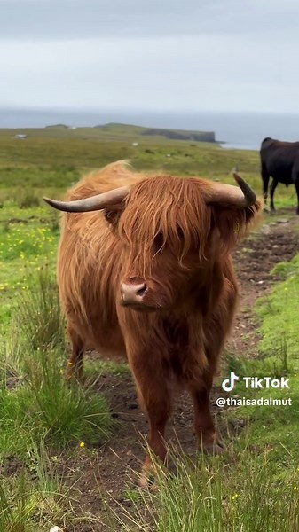 Descobrindo a Beleza da Ilha de Skye - Escócia 🏴❤️