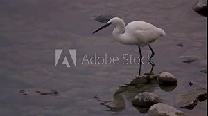 White heron catching and eating fish in a river, at sunset