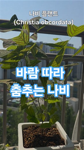 6월 28일 베란다 바람에 흔들리는 나비플랜트의 힐링 순간 #나비플랜트 #베란다가드닝 #반려식물 #식물키우기 #초록일상 #식물스타그램 #베란다정원 #식물힐링 #숏츠 #임영웅