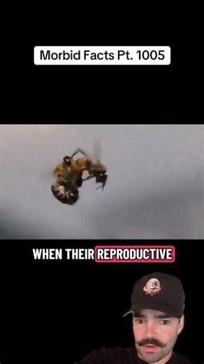 The most HORRIFIC mating ritual in nature… #morbidfacts