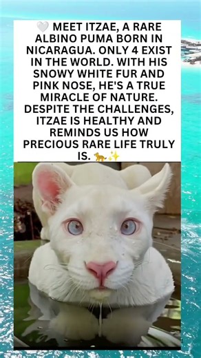 Only 4 Left in the World 🤍 | Meet Itzae, the Rare Albino Puma 🐆Writing