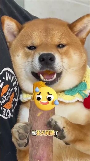 Should Dogs Eat Salt? The Truth for New Dog Owners