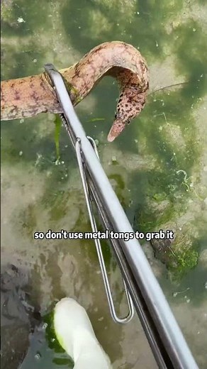 Giant Electric Eel Goes Wild ⚡ You Won’t Believe This Shock Moment