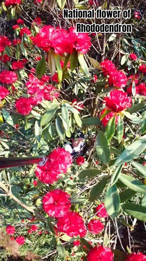 National flower of Nepal Known as Rhododendron, I click this beautiful video during solo hike