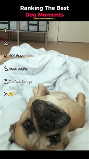 Ranking The Best Dog Moments (Random Moments)