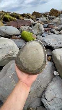 We went fossil hunting on a Jurassic Coast beach and searched for hidden treasures nearly 180 MYO