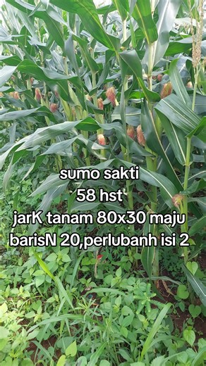 Pertumbuhan Jagung Sumo Sakti 58 HST di Lampung Timur
