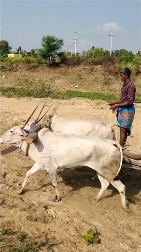 #automobile #tsfarmers #farming #telangaana #cow #song #farmer #lovemusic #beautifulfolksong