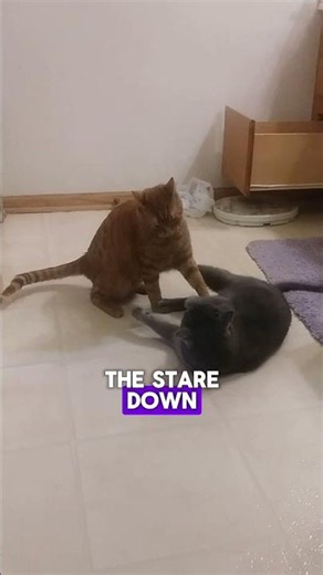 How to Break Up a Cat Fight (Without Getting Hurt)