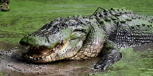 Florida's multimillion-dollar alligator farm industry is struggling to stay afloat