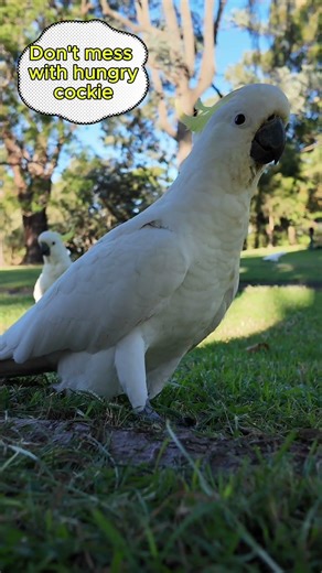 Cockie Sets Rules Like a CEO… Almonds First! 💼🐦 #birds #parrot #cockatoo #vibrantbirds