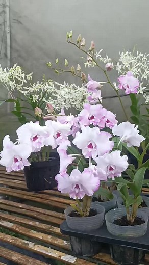 Dendrobium rasa cattleya Garden Kus Jogja Cebongan Kidul, Rt.02/01 Tlogoadi, Kec. Mlati, Kabupaten Sleman Yogyakarta. Wa : 087839287949 atau klik https://bit.ly/2BLCSy5 Maps : Garden Kus Jogja https://maps.app.goo.gl/TJ9cQRA1MzH34mmj7 #gardenkus #anggrek #sungai #hutan #anggrekbulan #teras #bunga #dendrobium #natural #orchids #anggrekdenpasar #petani #anggrekjogja #pot #garden #greenhouse #anggrekonline #bisnis #dakwah #tanamanhias #desa #alam #sejuk