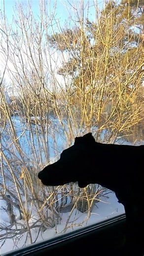 Jagdterrier Window Washing Service dog#shorts