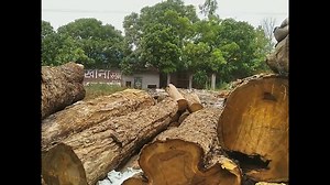 How and where to sell teak wood with permission