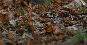 Flight of the Monarchs | Sunday on 60 Minutes