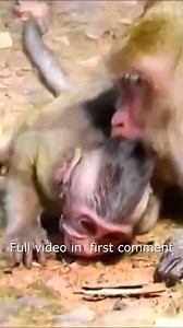 93K views · 1.8K reactions | Poor baby monkey being abused by bad monkey, can_t stand it anymore - Little Monkey Life13 Full video in first Comment ! | Monkey BC | Facebook