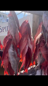 3.2K views · 103 reactions | Vermillion snapper crush!Spring Break!! #snapper #snapperfishing #fishing#florida #springbreak #fishon #fishinglife #fishinglifestyle #basspro | American Spirit Party Boat | Facebook