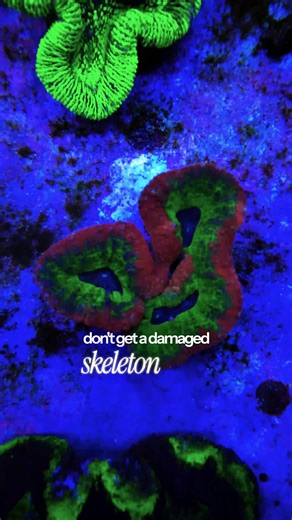 Essential Care Tips for Lobophilia in Your Reef Tank