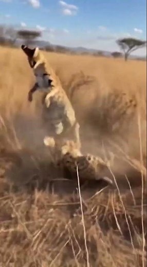 🐾🔥 Fierce Savanna Cat Fight #Serval #Wildlife #Nature