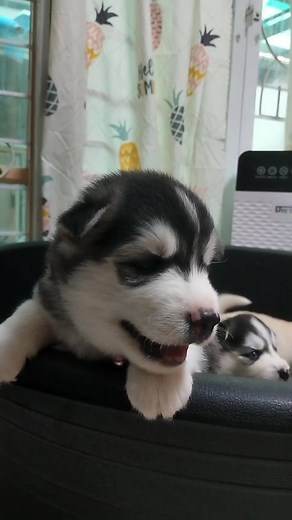 Adorable Huskies: Playful Puppies in Action