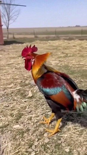 134K views · 807 reactions | Crazy Weasel Attack on Rooster• • • • • #wildlife #wildlifephotography #nature #animals #naturephotography #racoons #squirell #raccoonlife #ferret #porcupine #babyraccoon #babydeer #raccoonlove #ermine #racoon #art #vulpesvulpes #animal #weasels #cuteanimals #mammals #stoat #waschbär #turtle #ferrets #naturelovers #platypus #illustration #ferretsofinstagram #cute | Caught On Camera | Facebook