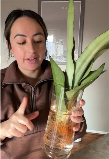 Effective Fungus Gnat Control for Houseplants