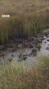 Meet the 24-year-old re-introducing extinct plants to the North West 🌸🌾 https://bbc.in/32MN9sP | BBC Manchester