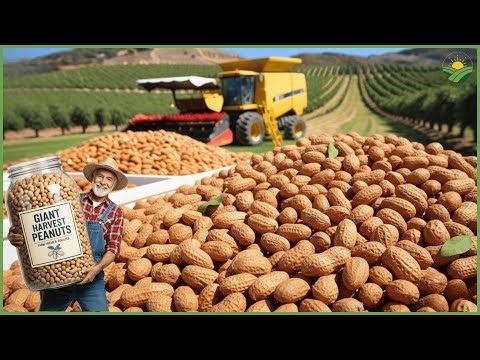 How Farmers Massive Harvest and Process Millions of Peanuts Into Peanut Butter – Farming Documentary