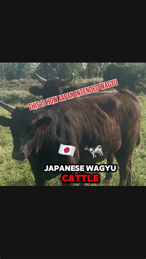 Most people only see the steak — not the story. Out here on our ranch, we’re raising 100% Fullblood Japanese Wagyu the way Japan actually intended — slow, calm, and on pasture. No feedlots. No shortcuts. Just real regenerative ranching from the ground up. From Wyoming to Florida, we’re building the first U.S. ranch to raise Orange-Fed Wagyu — using organic orange pulp to naturally boost nutrients and flavor. They said beef couldn’t contain vitamin C… We proved them wrong. 🍊 🎥 Come see what rea