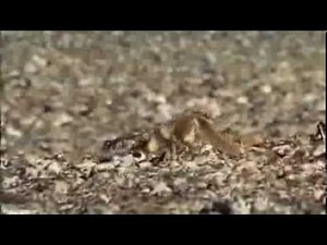 Arctic Foxes hunting Guillemots