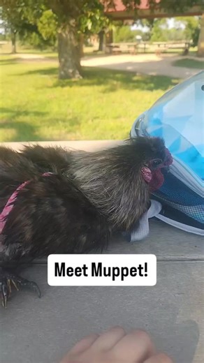 Meet Muppet! He is an adorable silkie rooster who was found abandoned and brought to shelter by animal control. Although he can initially be a bit vocal about being picked up (likely because he was roughly handled by the villains who dumped him), he does relax and enjoys being snuggled when in your arms. . He is an easy going guy and quite the gentleman. He will find bugs and offer them to you frequently 💕 . He is looking for a new home where he will NEVER be killed, protected from predators, t