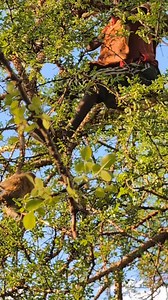 220K views · 2.1K reactions | When the baboon realizes there’s no escape zone  #hadzabelife #monkeys #indonesia | African Untold Stories | Facebook