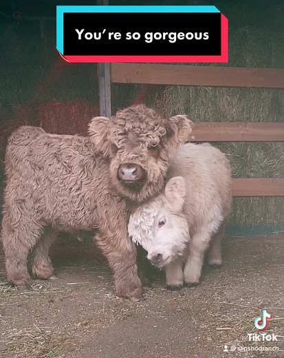 Adorable Mini Scottish Highland Cows on Fun Farm #CuteCows