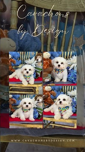 Adventures with Brodie the Cavachon Adorable Dog Moments #Cavachon #DogLovers
